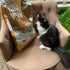 Taste of the Wild Canyon River Dry Cat Food - Trout & Salmon - 14lb Bag