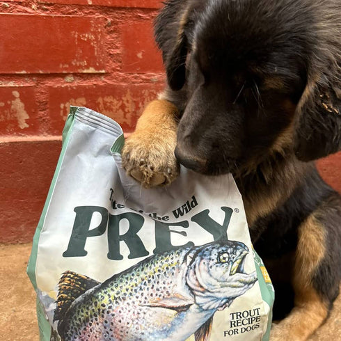 Taste of the Wild Prey Limited Ingredient Dry Dog Food - Trout - 8lb Bag