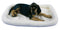 Precision Pet Products Bumper Bed 18x12" - Poudre Pet and Feed Supply