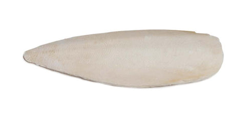 Large Cuttlebone - Poudre Pet and Feed Supply