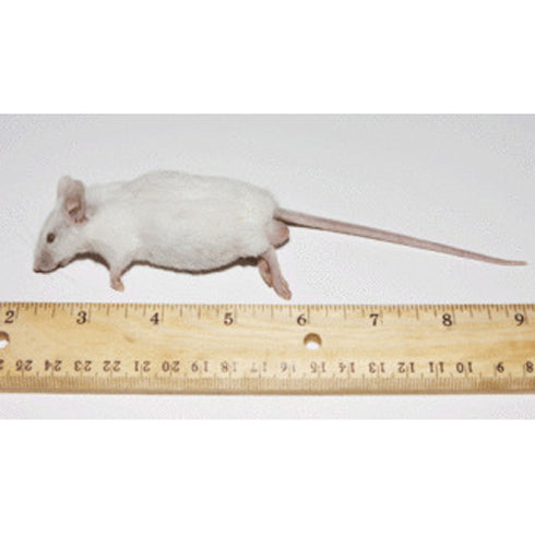 PERFECT PREY Frozen Mice Adult - Poudre Pet and Feed Supply