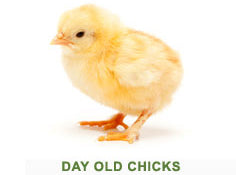Day Old Chick - Poudre Pet and Feed Supply