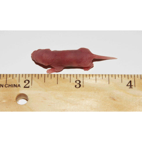 PERFECT PREY Frozen Mice Pinky - Poudre Pet and Feed Supply