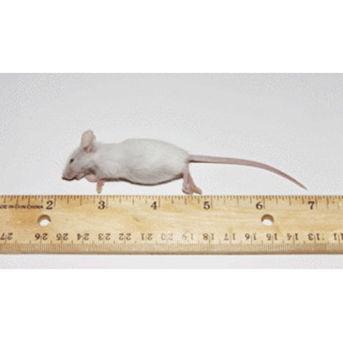 PERFECT PREY Frozen Mice Hopper - Poudre Pet and Feed Supply