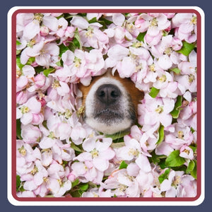 Allergy
