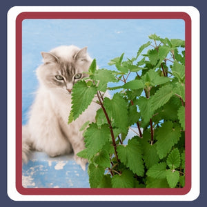 Catnip