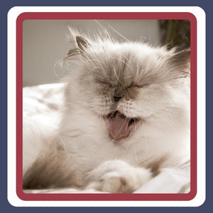 Hairball Control
