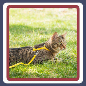 Collars & Harnesses
