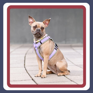 Harnesses