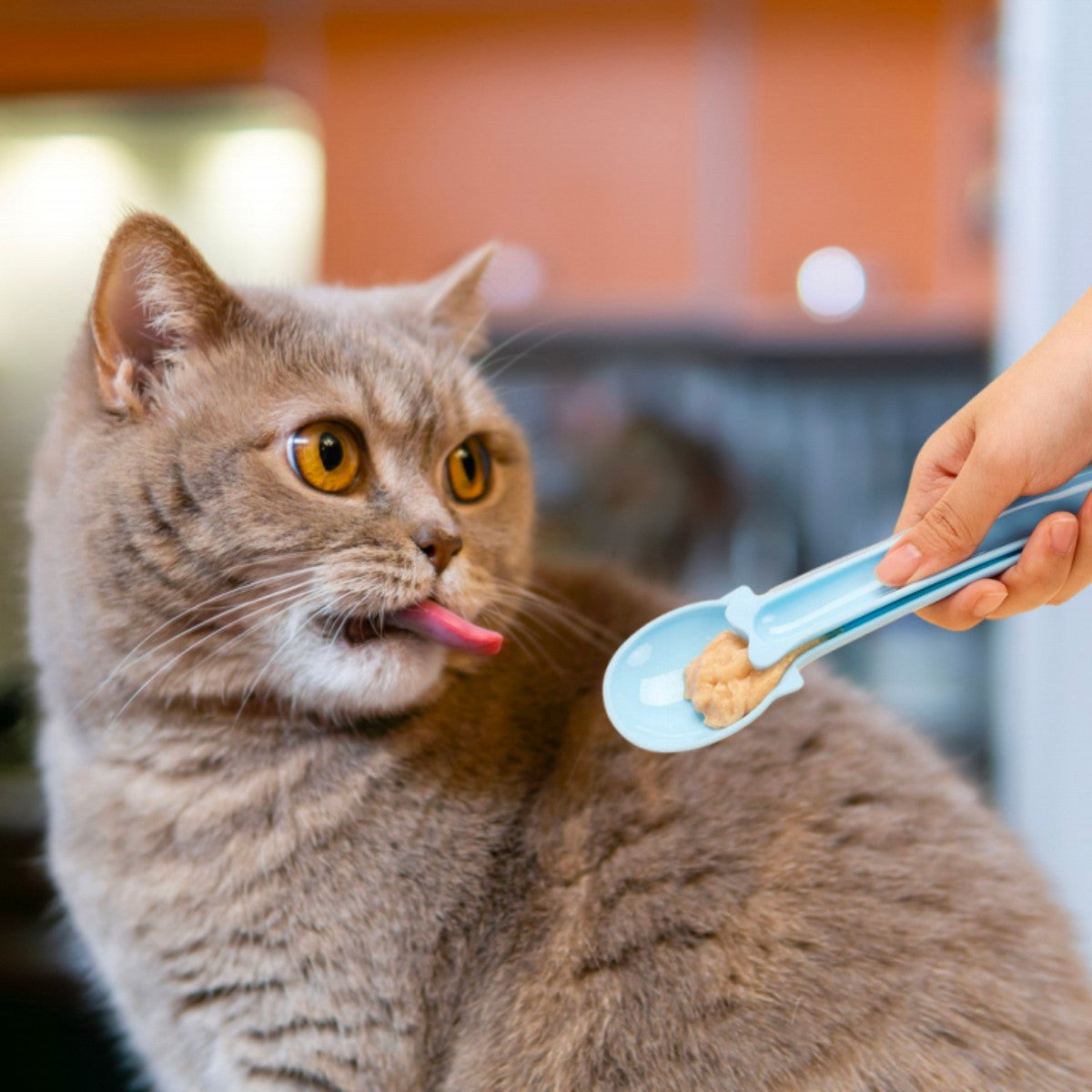 Injoya Cat Squeezable Lickable Treats Feeding Spoon – Poudre Pet and ...