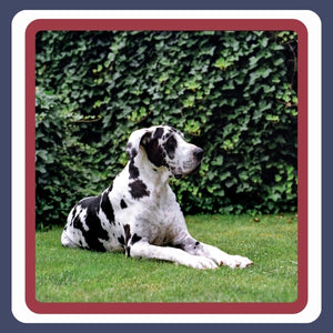 Large Breed