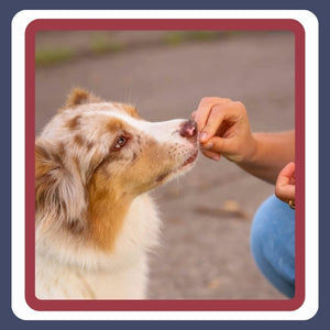 Training & Behavior