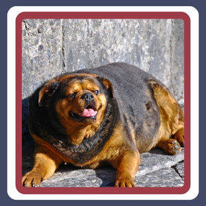 Weight Managment